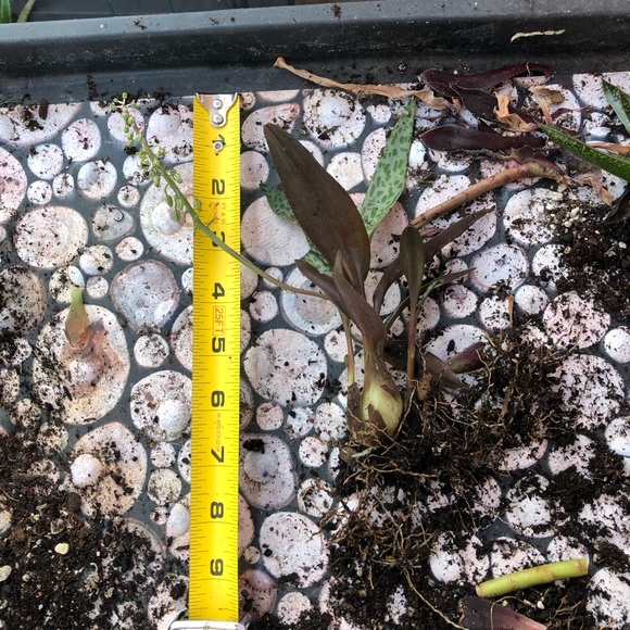 Succulents - Picture 4 of 8